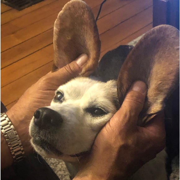 Meet your Posher, Jaynee - Picture 4 of 8